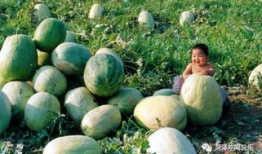 东明县吃瓜爆料,揭秘当地热点事件背后的真相